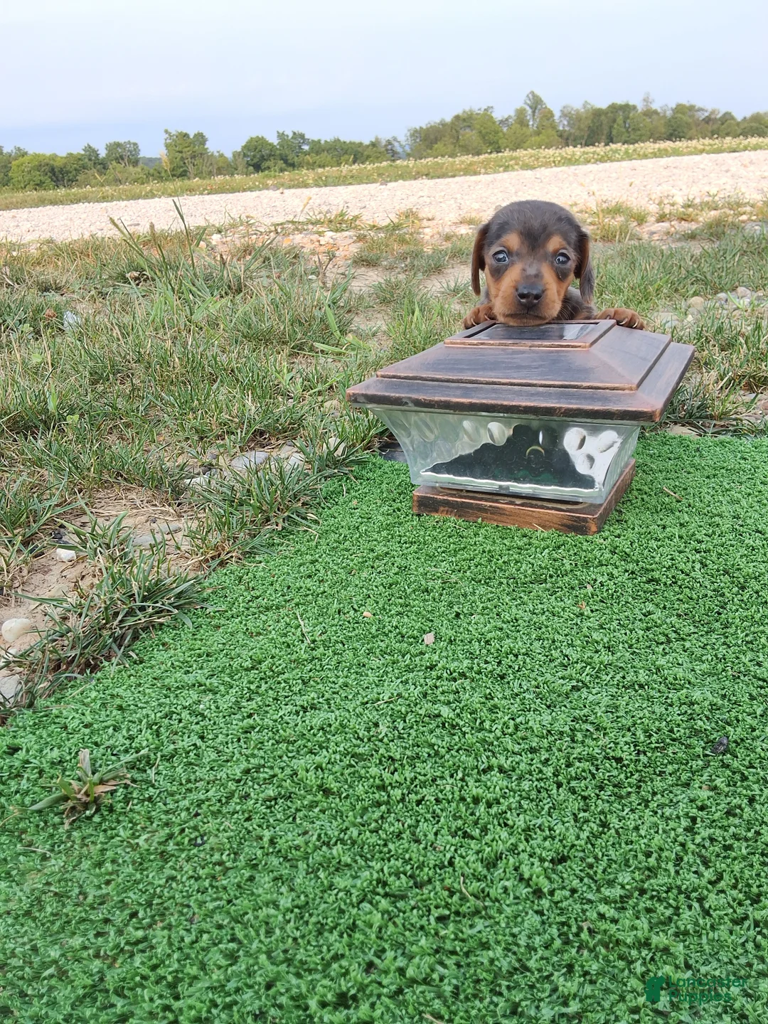 Dachshund dogs for sale: Melony - Ad 1