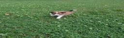 Shetland Sheepdog dogs for sale: Shetland Sheepdog 2 - Ad 3