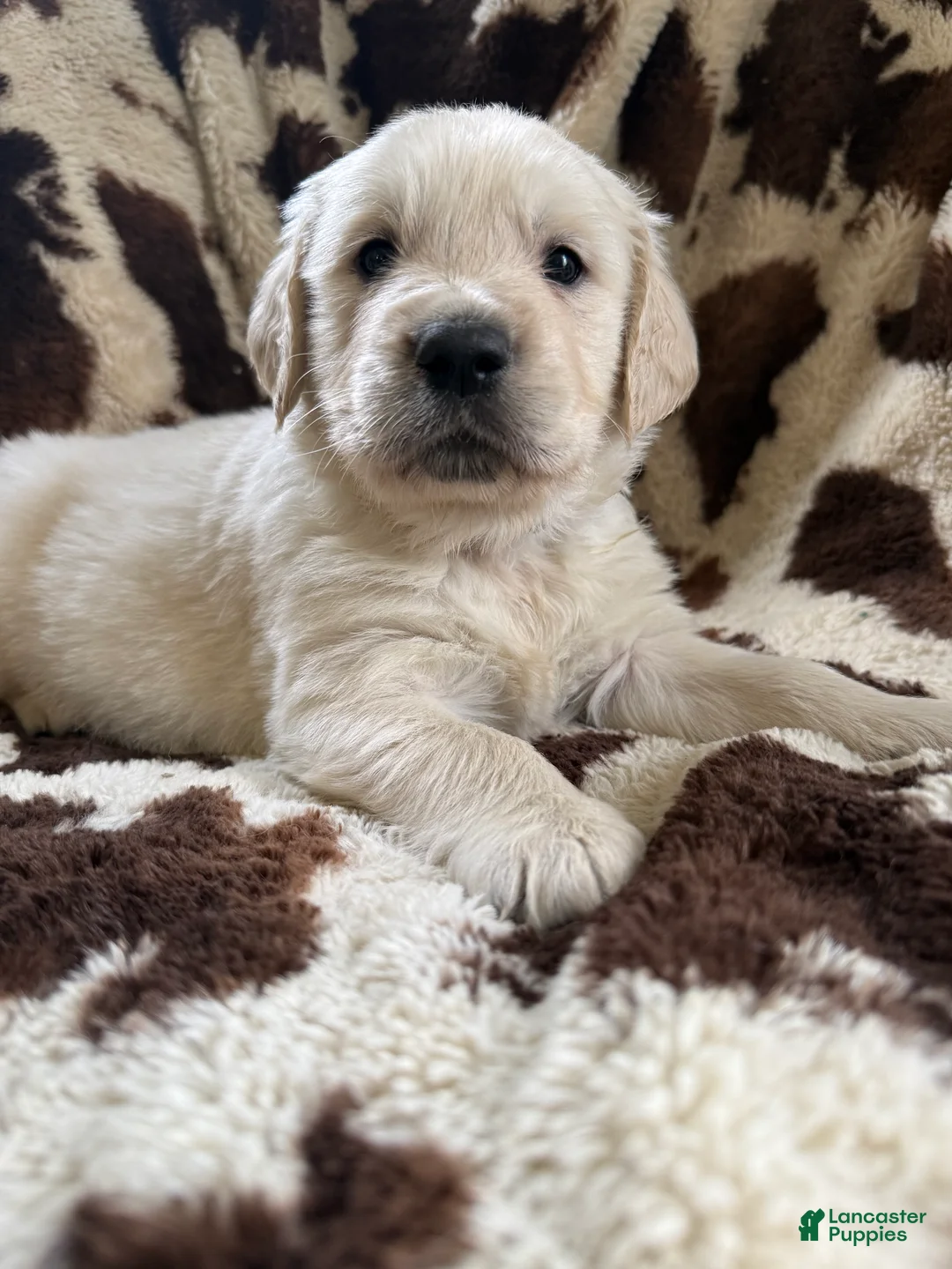 Golden Retriever dogs for sale: Golden Retriever Puppy 1 - Ad 1