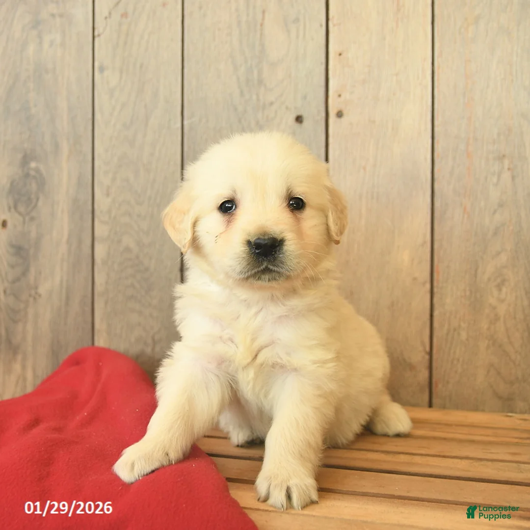 Golden Retriever dogs for sale: Gage  - Ad 1