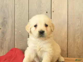 Golden Retriever dogs Gage - Ad 5