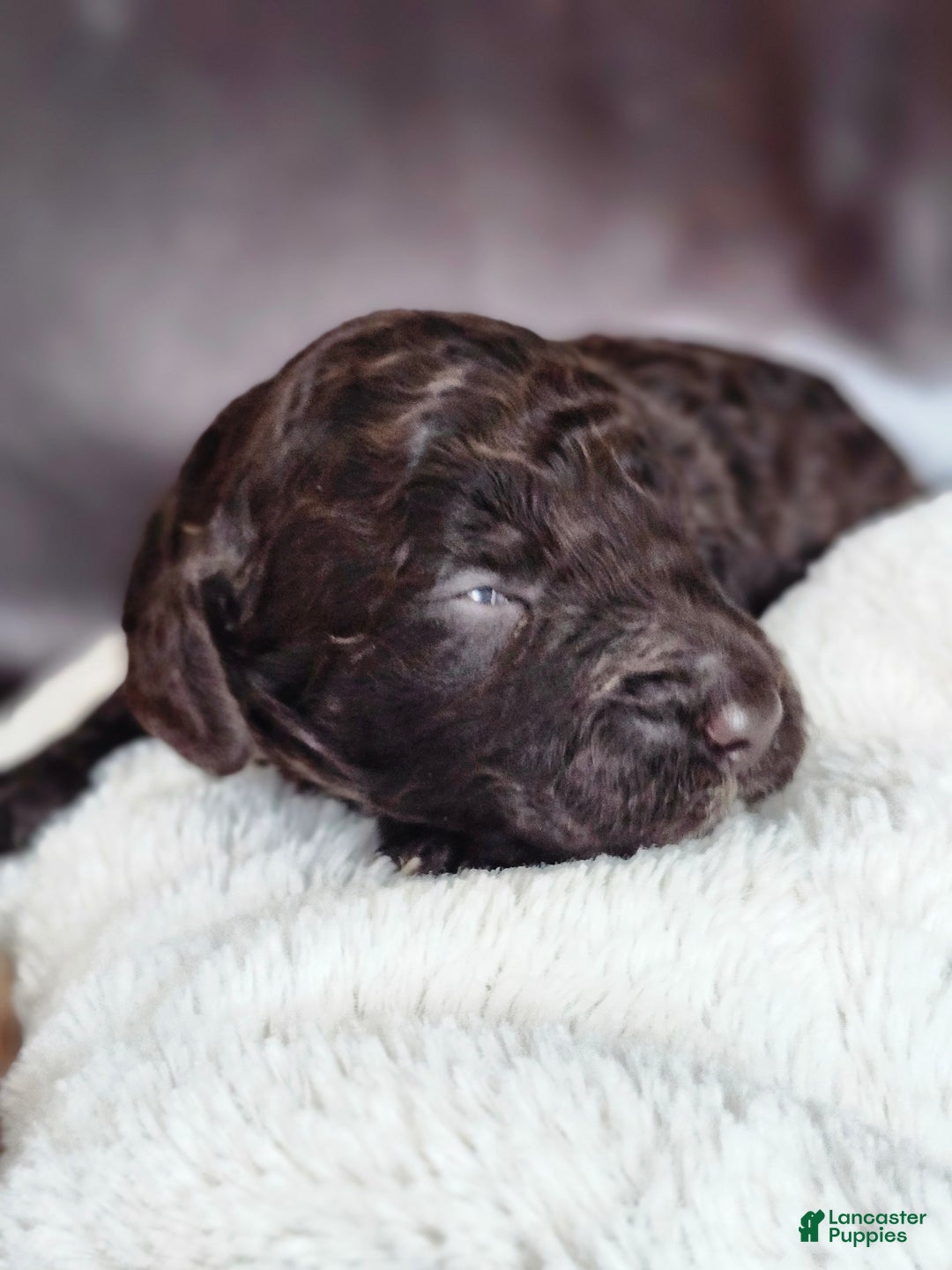 Labradoodle dogs for sale: Noel - Ad 4