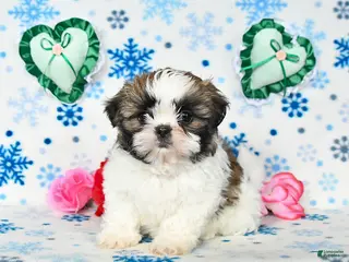 Shih Tzu dogs Lady - Ad 40