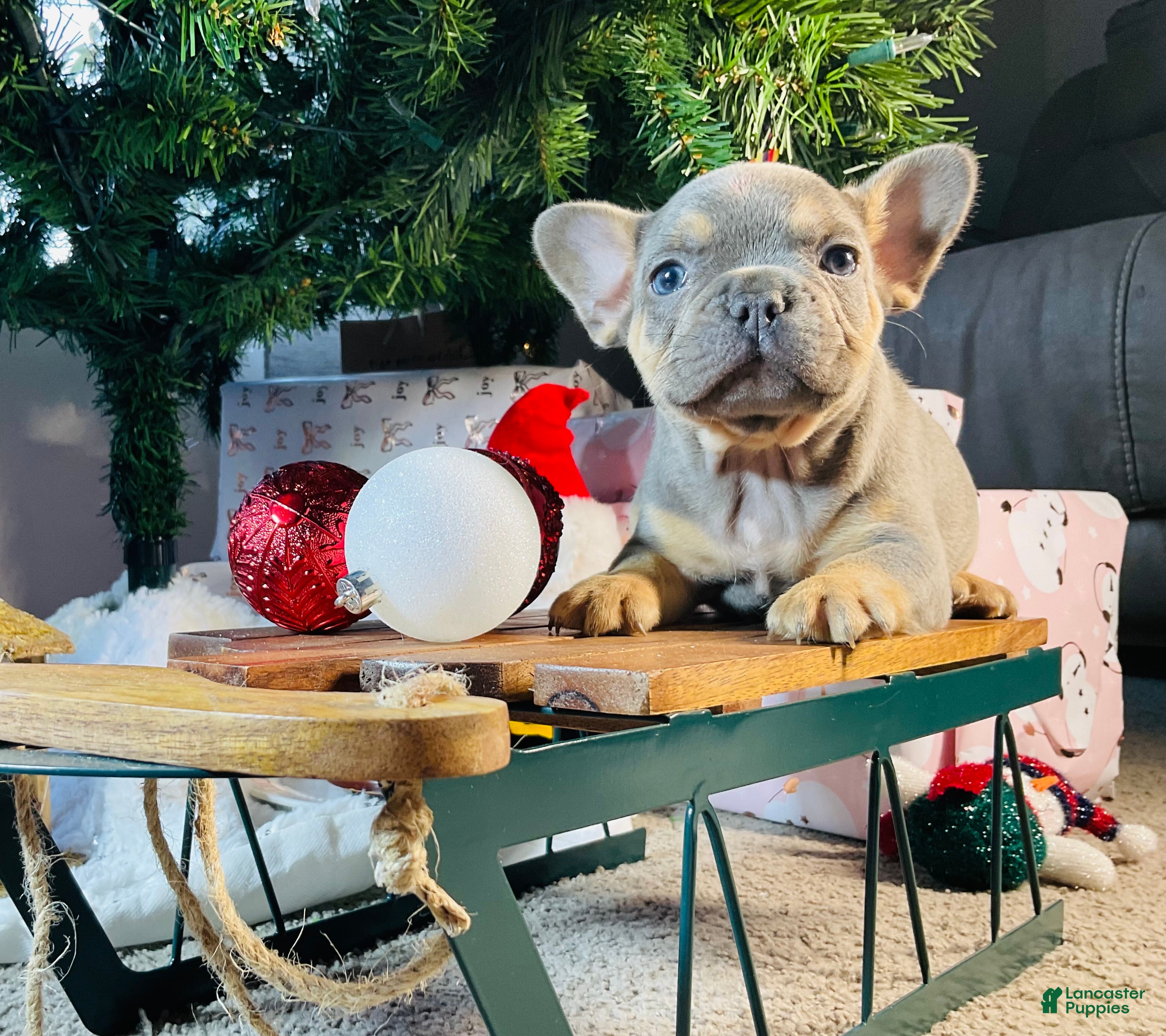 French Bulldog dogs Winston  - Ad 2