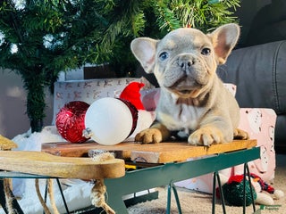 French Bulldog dogs Winston - Ad 2
