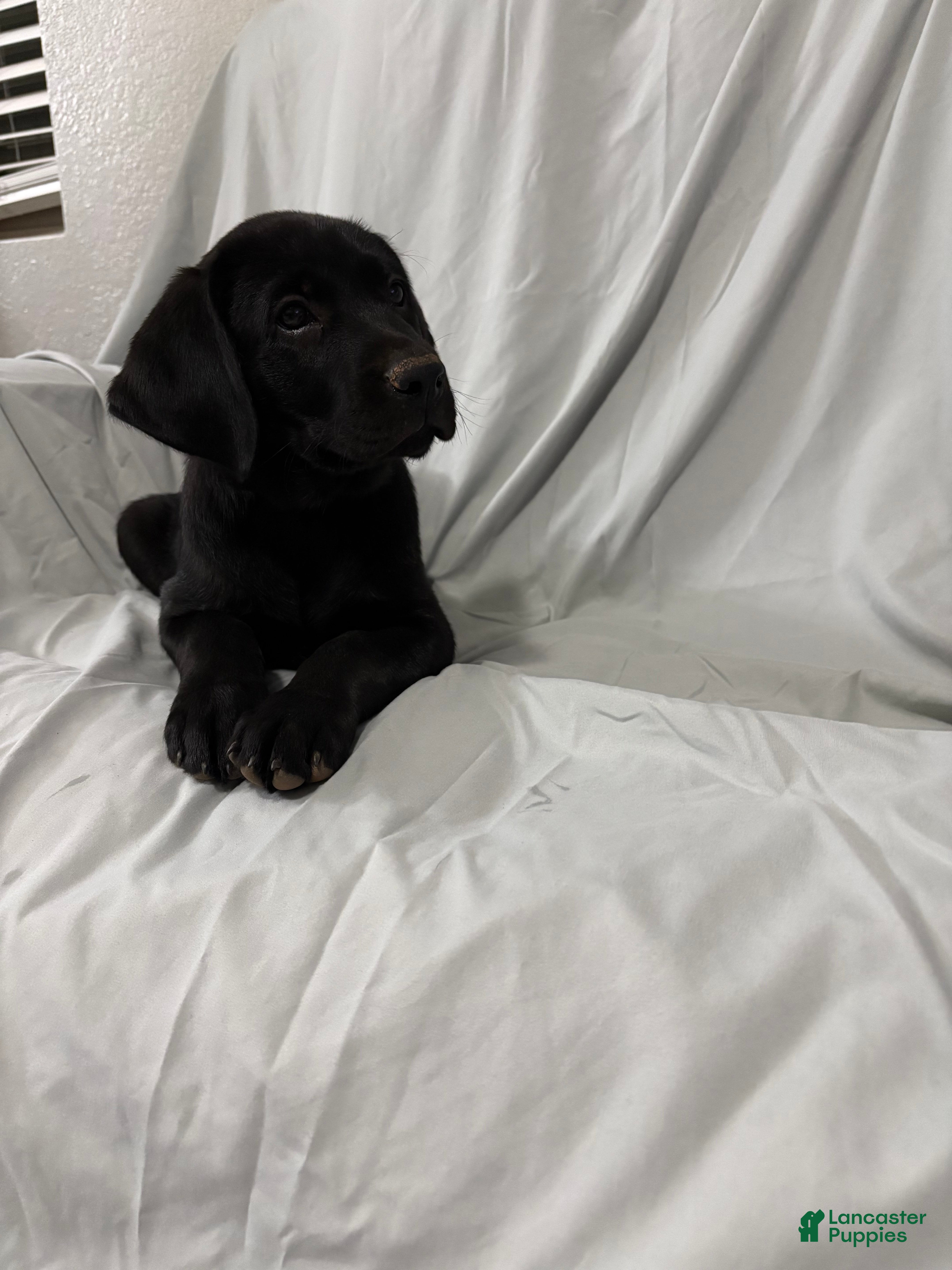 Labrador Retriever dogs Labrador Retriever Puppy 4 - Ad 7