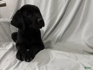 Labrador Retriever dogs Labrador Retriever Puppy 4 - Ad 7