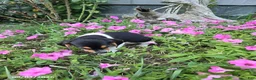 Beagle dogs for sale: Brody - Ad 5
