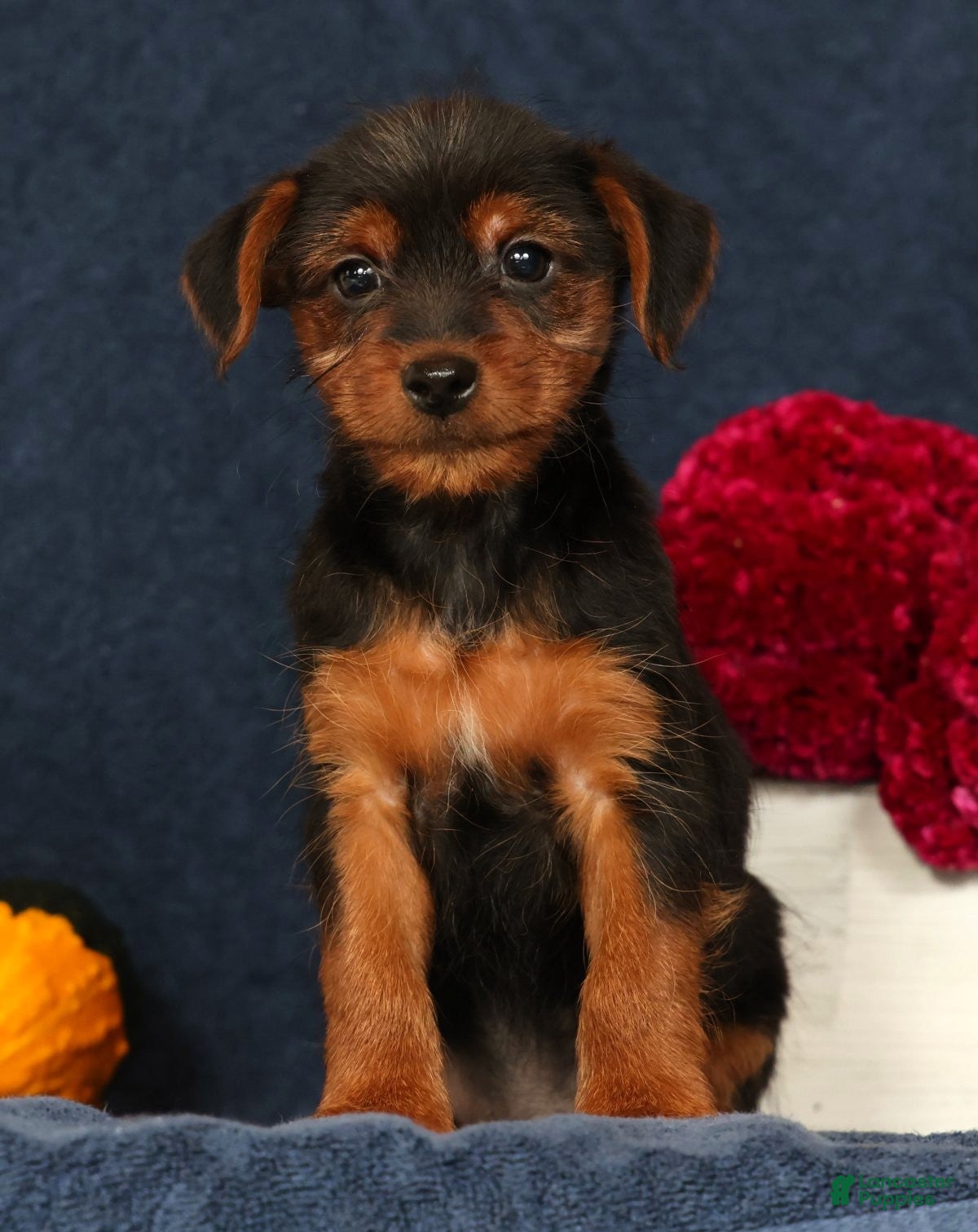 Yorkshire Terrier dogs Quest - Ad 2