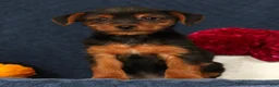 Yorkshire Terrier dogs for sale: Quest - Ad 2