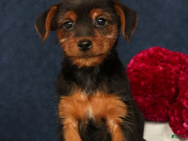 Yorkshire Terrier dogs Quest - Ad 2