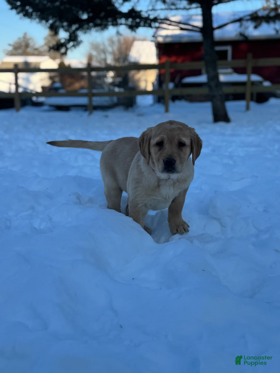 Goldador dogs for sale: Sadie - Ad 9