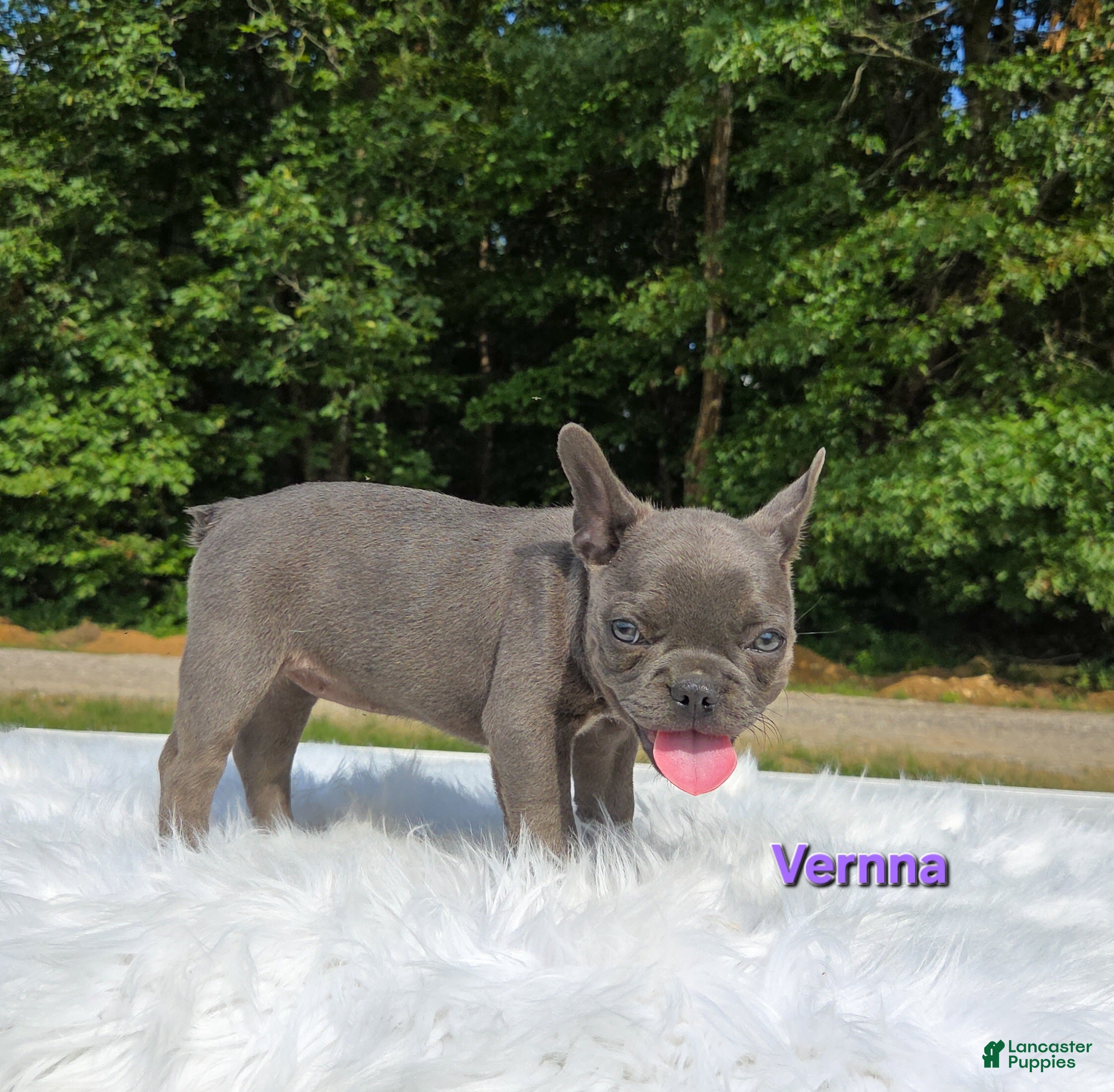 Frenchton dogs Vernna - Ad 2