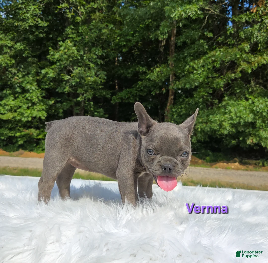 Frenchton dogs for sale: Vernna - Ad 2