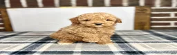 Toy Poodle dogs for sale: Biscuit - Ad 3