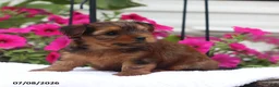Shorkie dogs for sale: Muffin - Ad 5