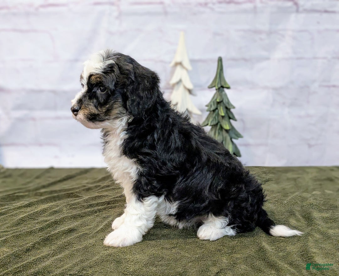 Mini Bernedoodle dogs for sale: Lana - Ad 6
