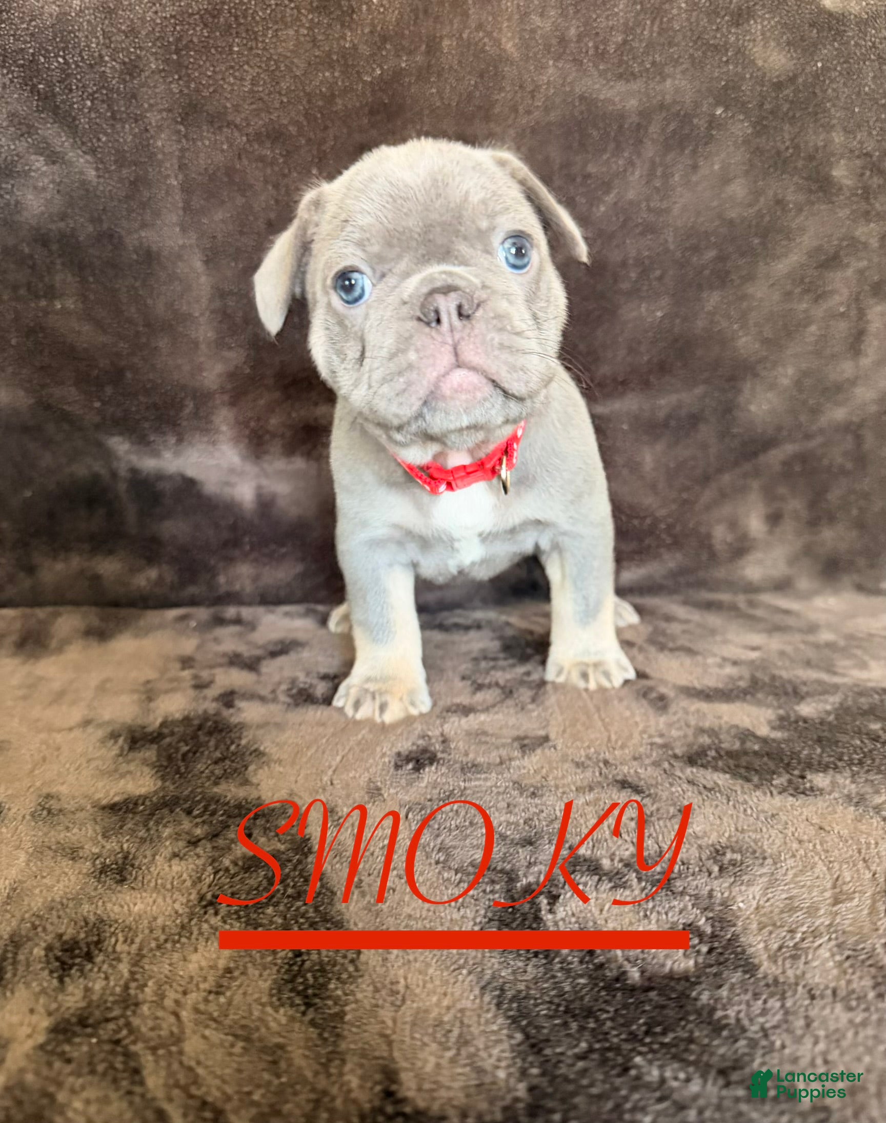 French Bulldog dogs French Bulldog 2 - Ad 1