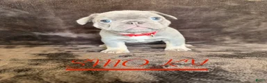 French Bulldog 2