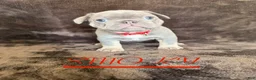 French Bulldog dogs for sale: French Bulldog 2 - Ad 1