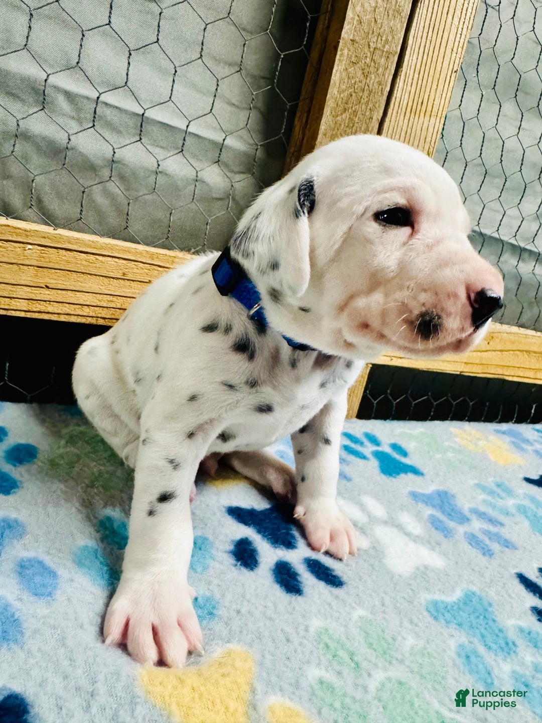 Dalmatian dogs for sale: Dalmatian Puppy Blue Collar  - Ad 2