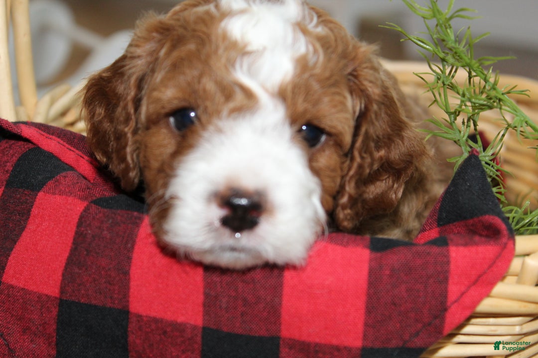 Cavapoo dogs for sale: Tiny Tim - F1B Cavapoo Male - Ad 2