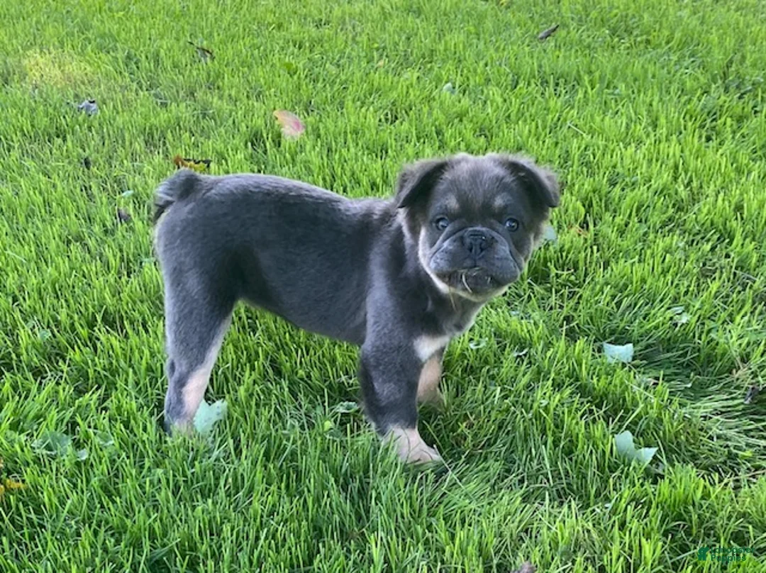 French Bulldog dogs for sale: Hank- fluffy - Ad 1