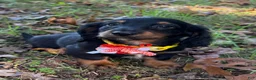 Miniature Dachshund dogs for sale: Milo - Ad 2