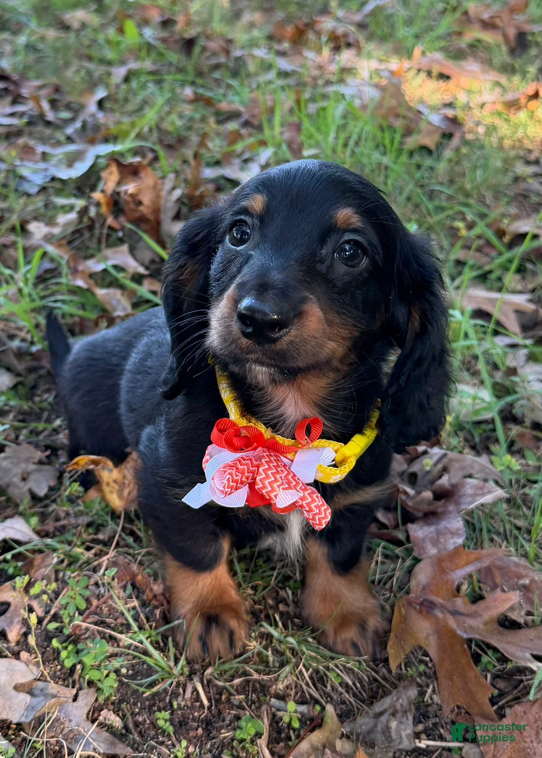 Miniature Dachshund dogs for sale: Milo - Ad 2