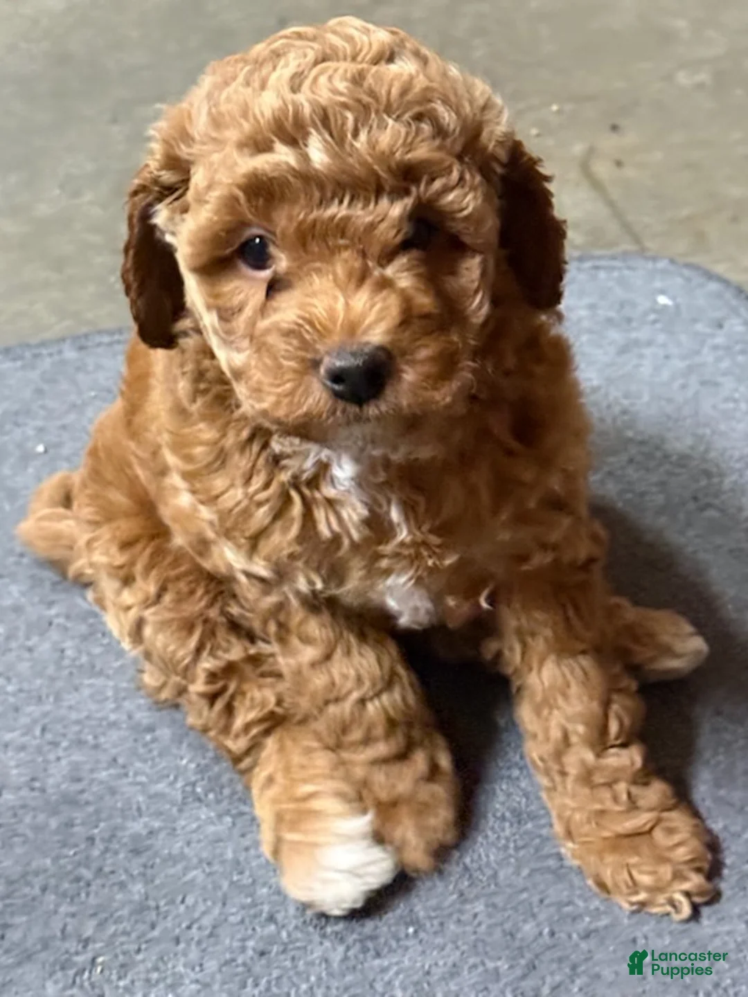 Goldendoodle dogs for sale: Dolly (Cream with tuxedo markings) - Ad 2