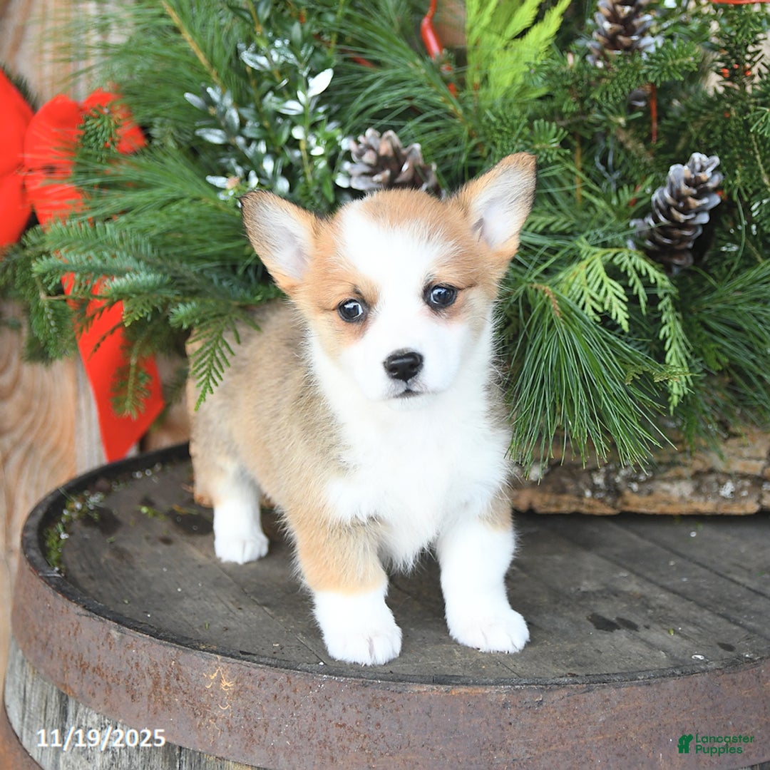Welsh Corgi Pembroke dogs for sale: Almond - Ad 1