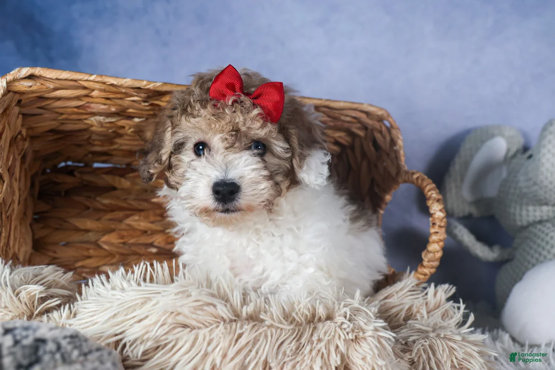 Bichpoo dogs for sale: Snickerdoodle - Ad 9