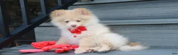 Pomeranian dogs for sale: Teddy  - Ad 14