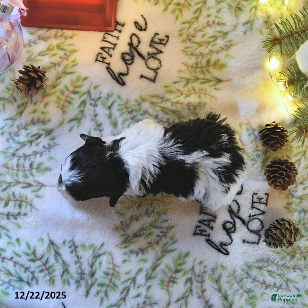 Havapoo dogs for sale: Elf EXTRA SMALL - Ad 12