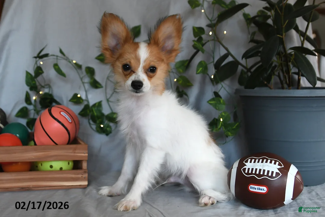 Papillon dogs for sale: Nick  - Ad 5