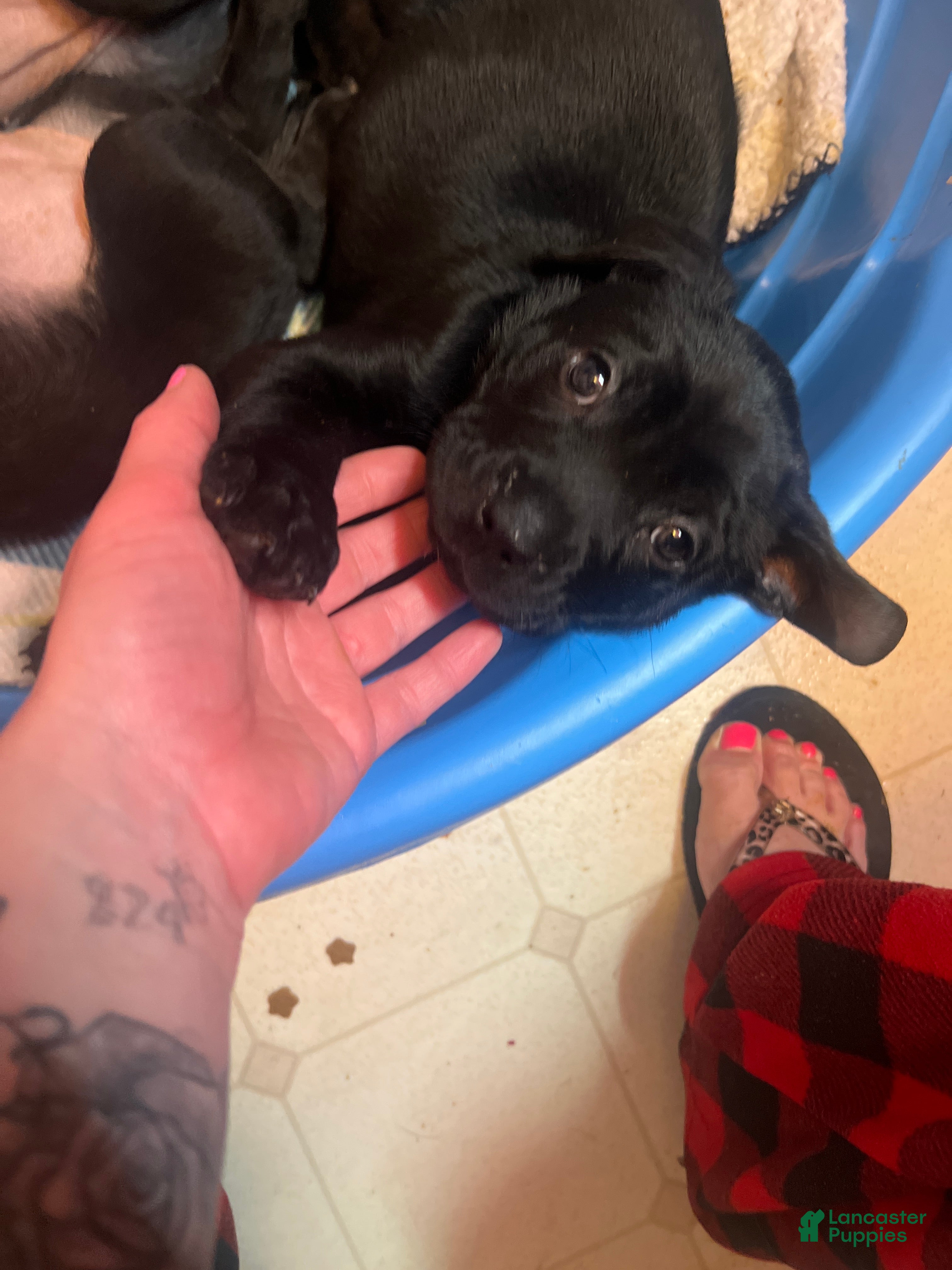 Mixed Breed dogs Mixed Breed Puppy 2 - Ad 10