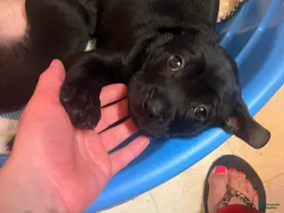 Mixed Breed dogs Mixed Breed Puppy 2 - Ad 10