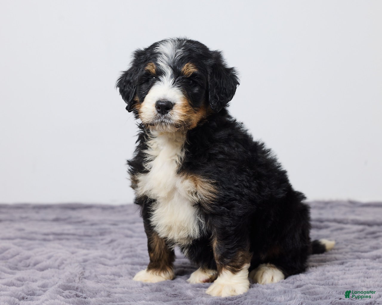Bernedoodle dogs Kory - Ad 2