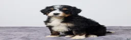 Bernedoodle dogs for sale: Kory - Ad 2