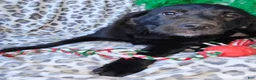 Labrador Retriever dogs for sale: Labrador Retriever Puppy 2 - Ad 3