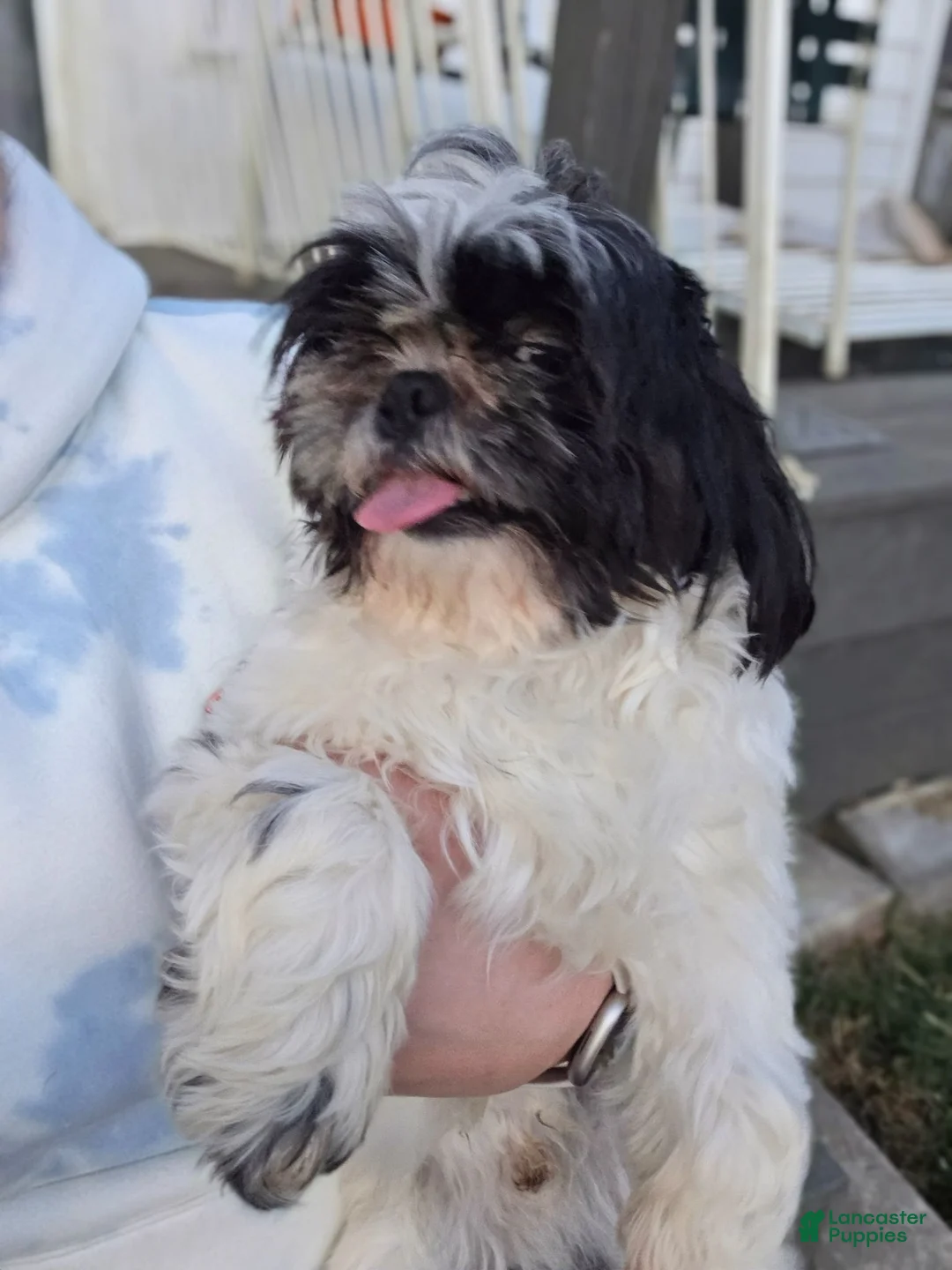 Shih Tzu dogs for sale: Evan - Ad 14