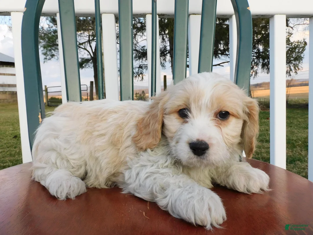 Cavachon dogs for sale: Puffy - Ad 2