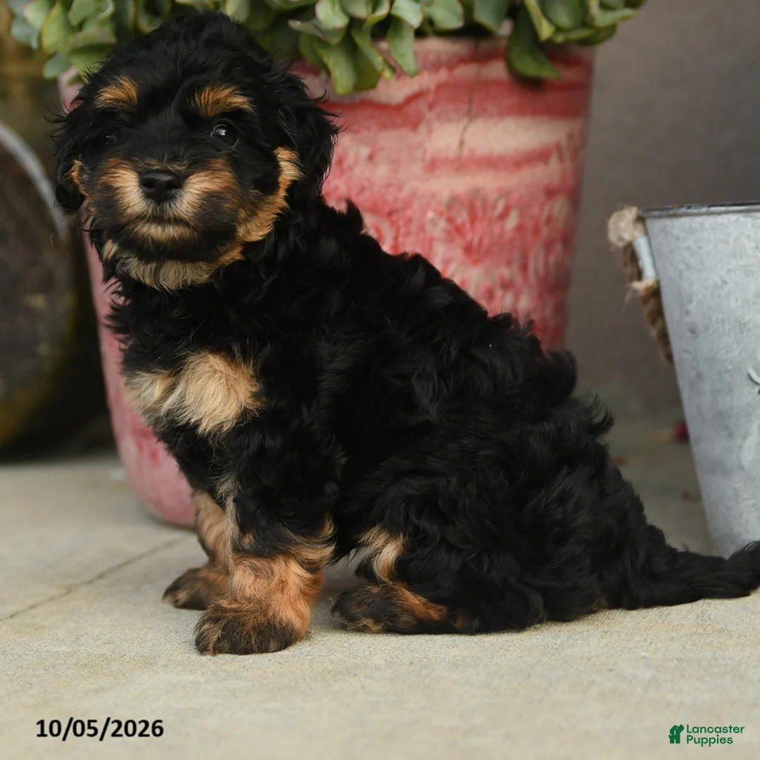 Havapoo dogs for sale: Simon - Ad 5