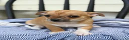 Chihuahua dogs for sale: Peter - Ad 6