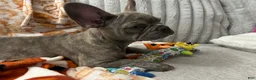 French Bulldog dogs for sale: French Bulldog 2 - Ad 9