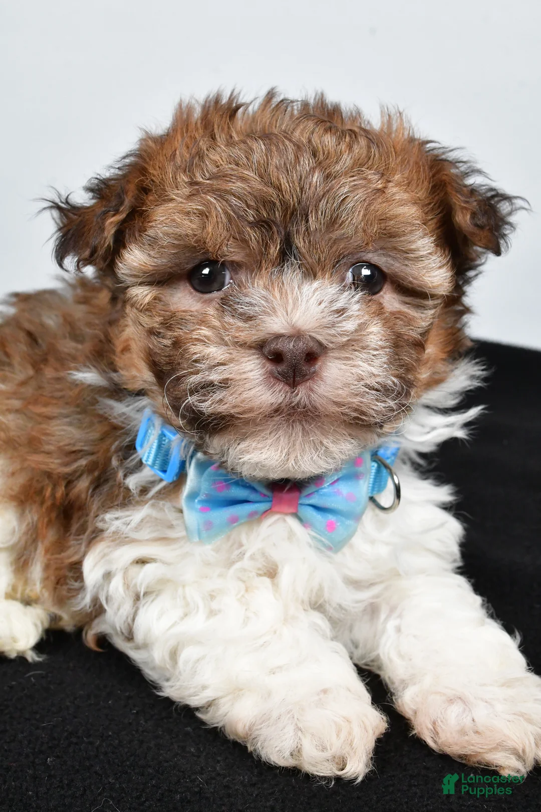 Havanese dogs for sale: Hunter - Ad 5