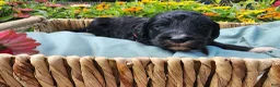 Mini Sheepadoodle dogs for sale: Ripley  - Ad 17