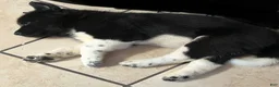 Akita dogs for sale: Happy - Ad 17