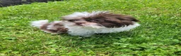Shihpoo dogs for sale: Roxie - Ad 5