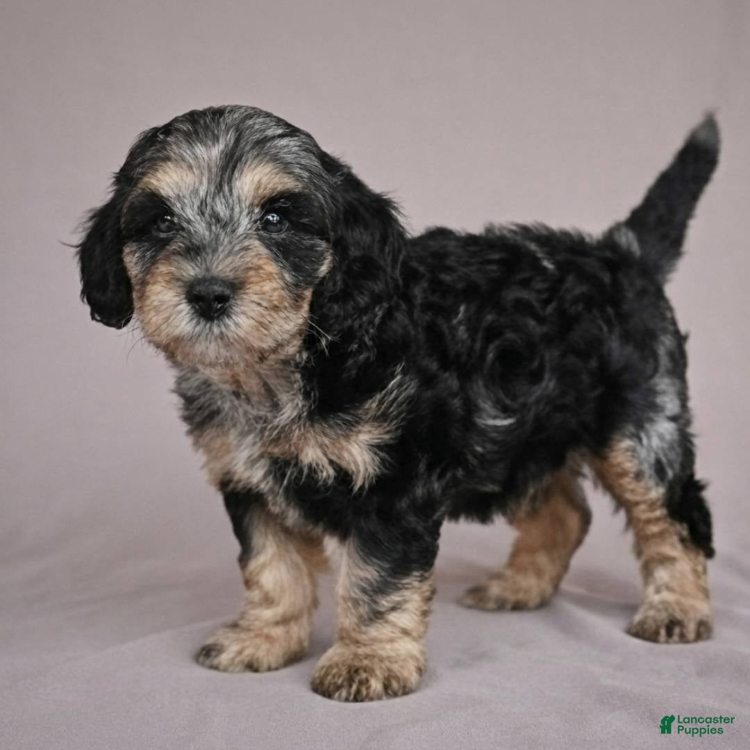 Cockapoo dogs Barney - Ad 2